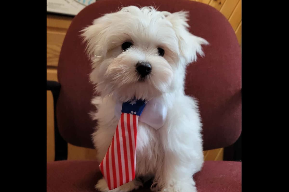 Shih Tzu Puppies breeder image 26