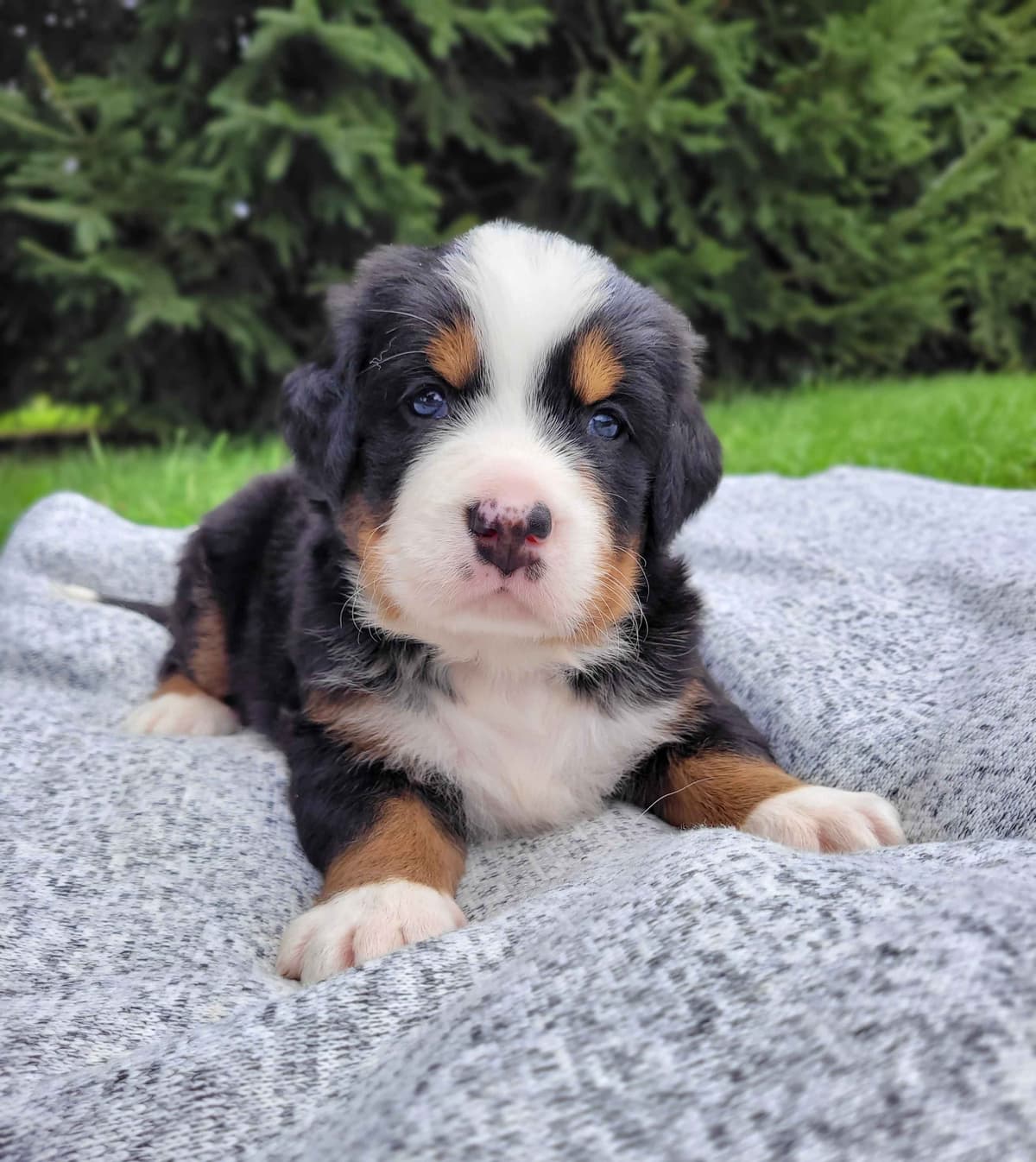 Shih Tzu Puppies breeder image 28