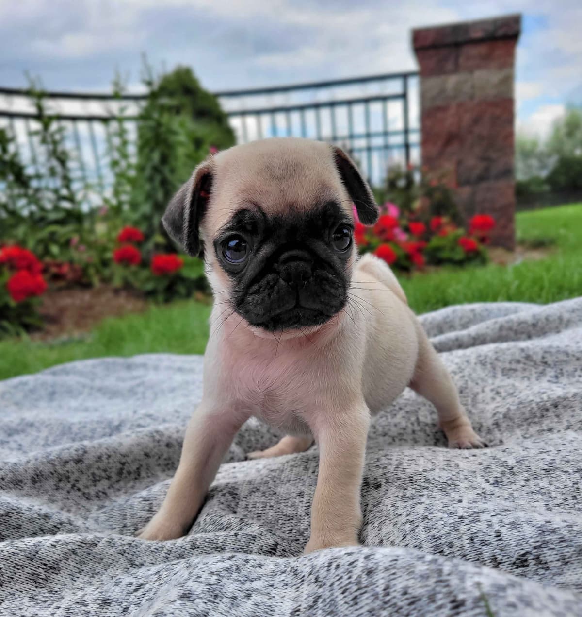 Shih Tzu Puppies breeder image 29