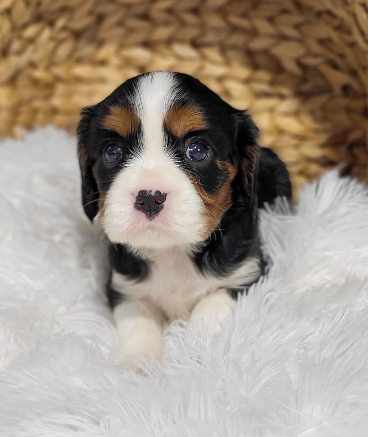 Shih Tzu Puppies breeder image 30