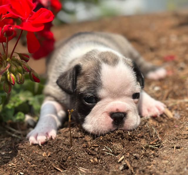 French Bulldog Puppies media 2