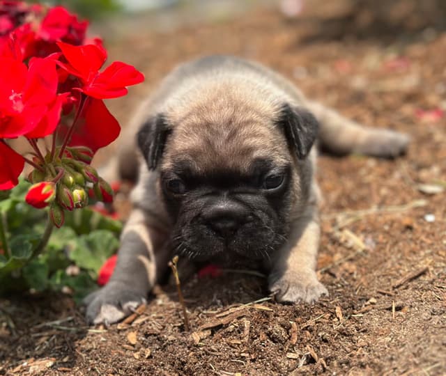 French Bulldog Puppies media 3