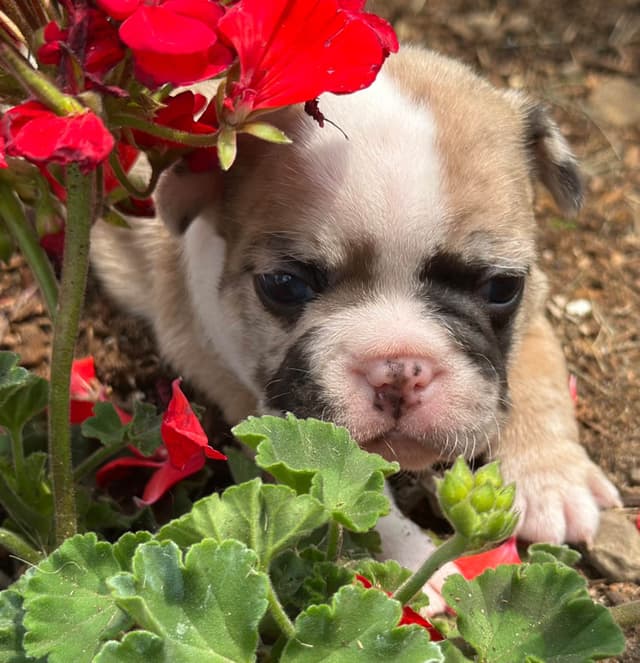 French Bulldog Puppies media 4
