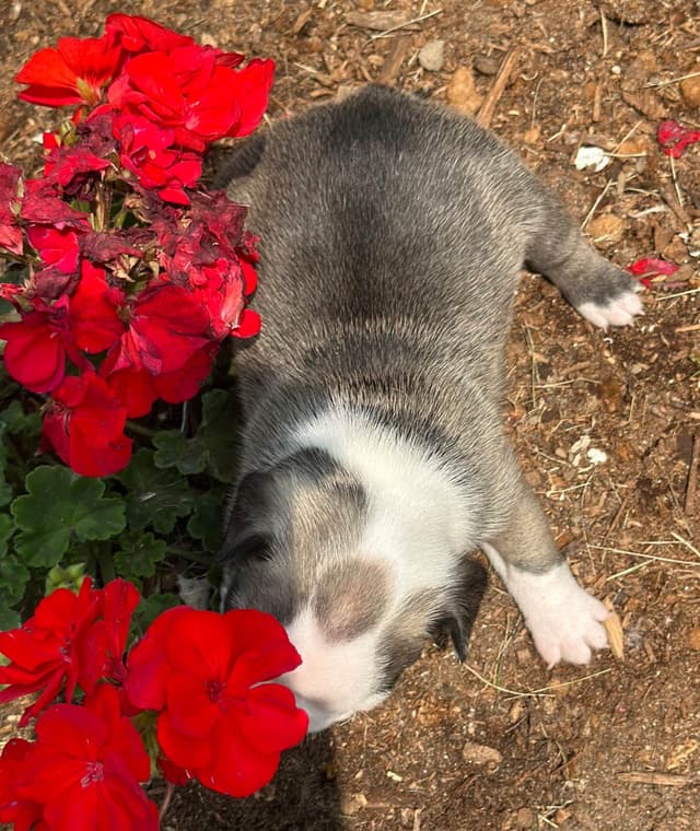 French Bulldog Puppies media 7
