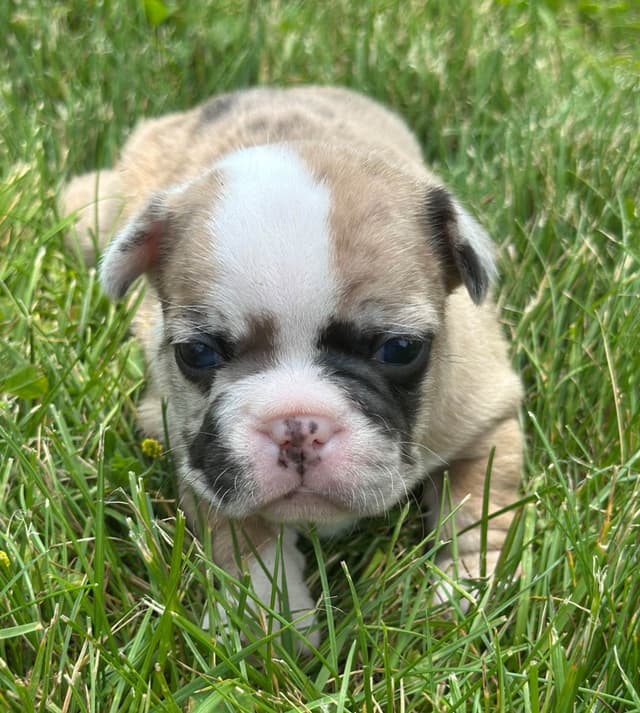 French Bulldog Puppies media 8