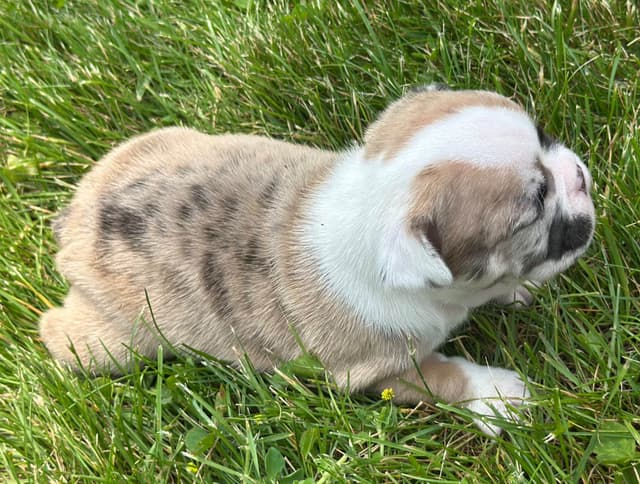 French Bulldog Puppies media 9