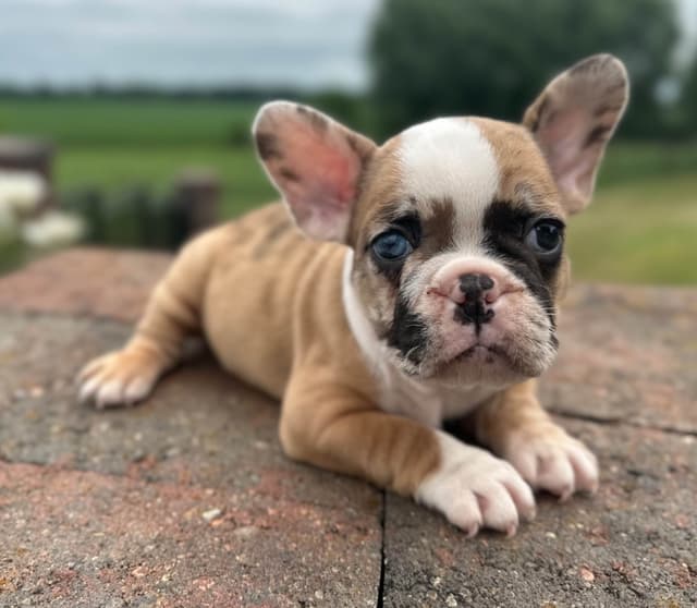 French Bulldog Puppies media 10