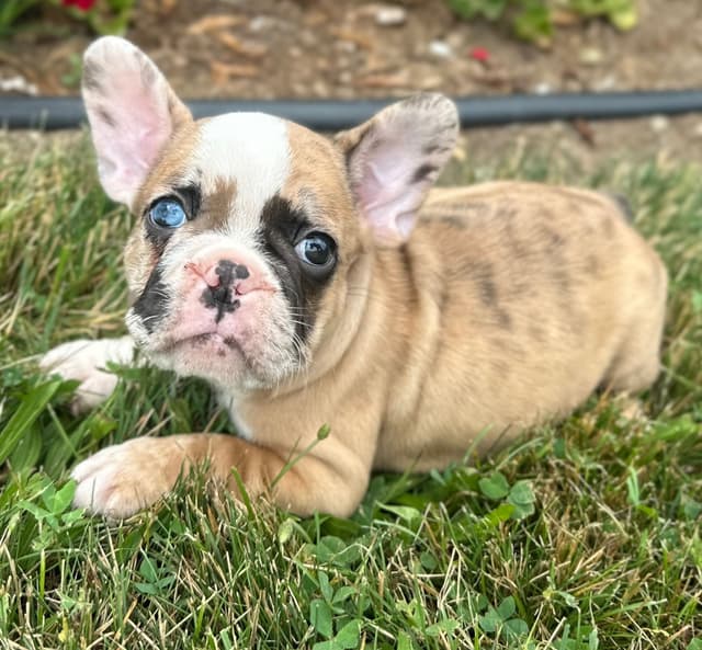 French Bulldog Puppies media 11