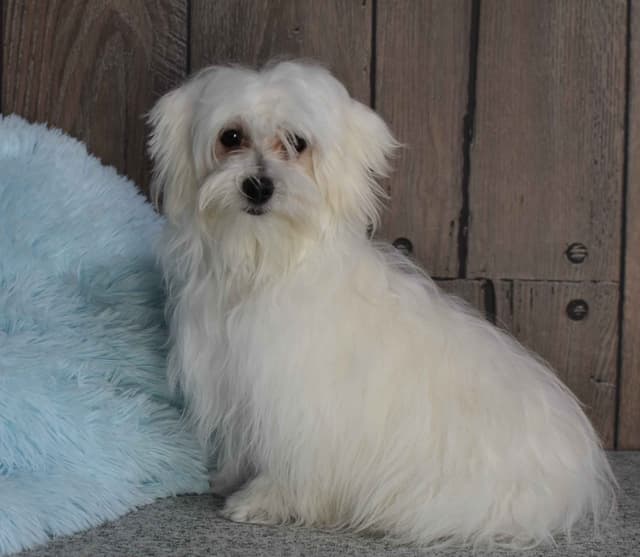 Maltese Puppies media 2