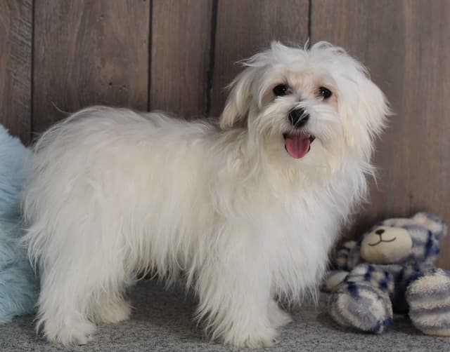 Maltese Puppies media 3