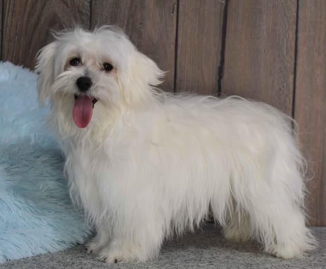 Maltese Puppies media 4