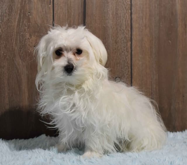 Maltese Puppies media 5