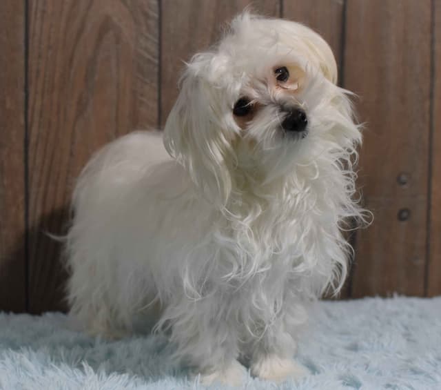 Maltese Puppies media 7