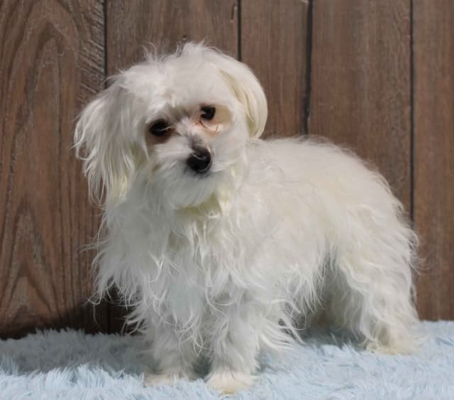 Maltese Puppies media 8