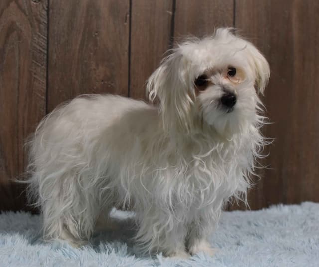 Maltese Puppies media 9