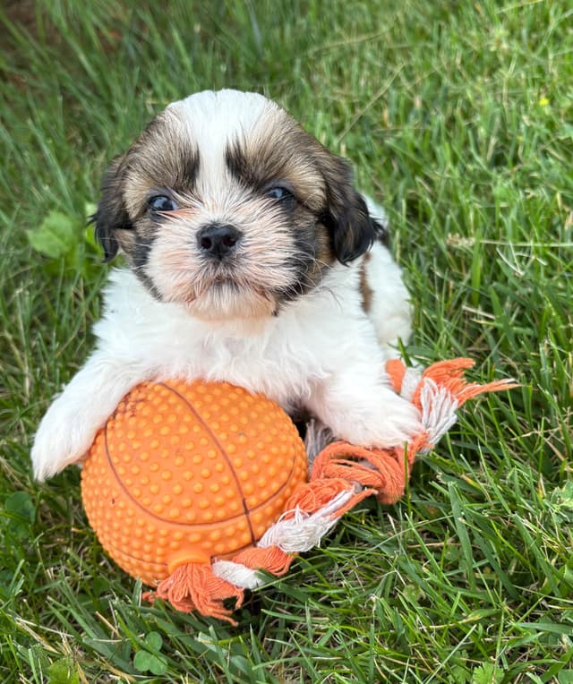 Shih Tzu Puppies media 2