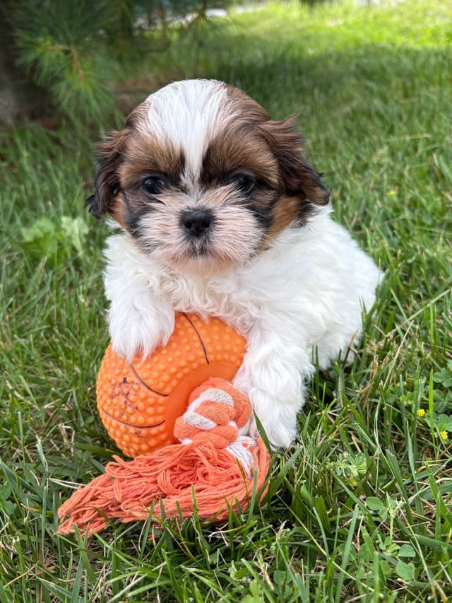 Shih Tzu Puppies media 3