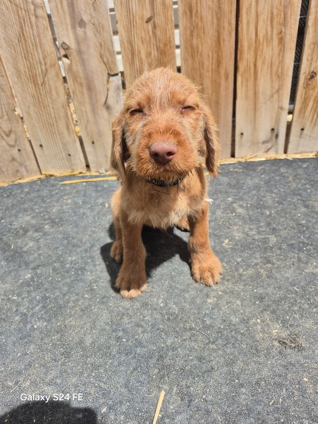 Wirehaired Vizsla Puppies media 3