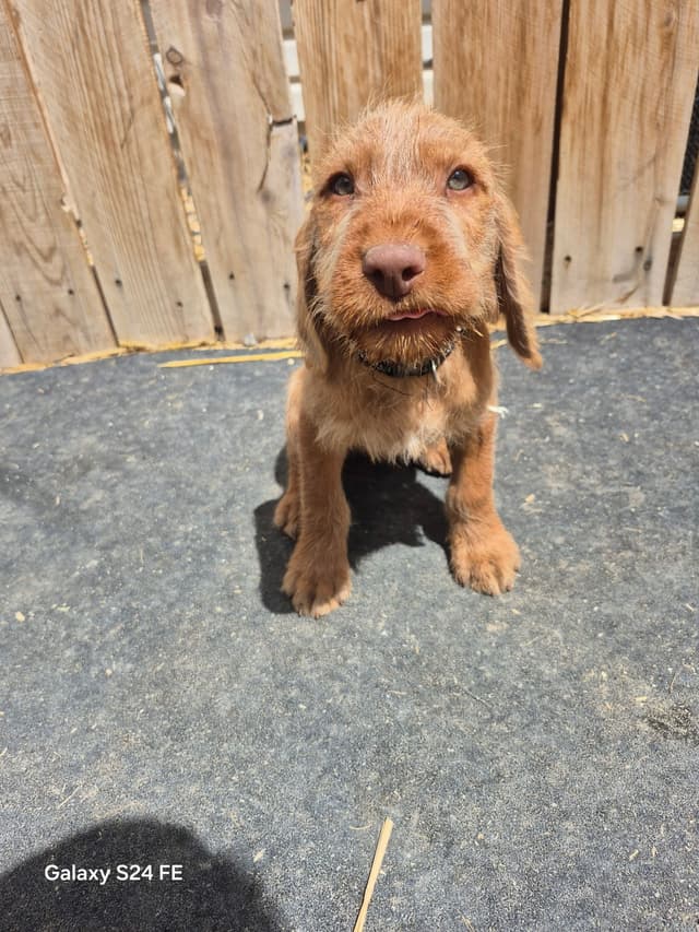 Wirehaired Vizsla Puppies media 2
