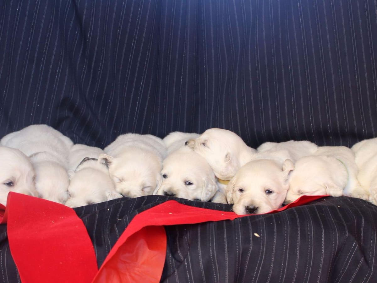 Beagle Puppies breeder image 31