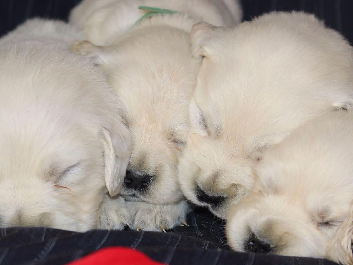 Beagle Puppies breeder image 32