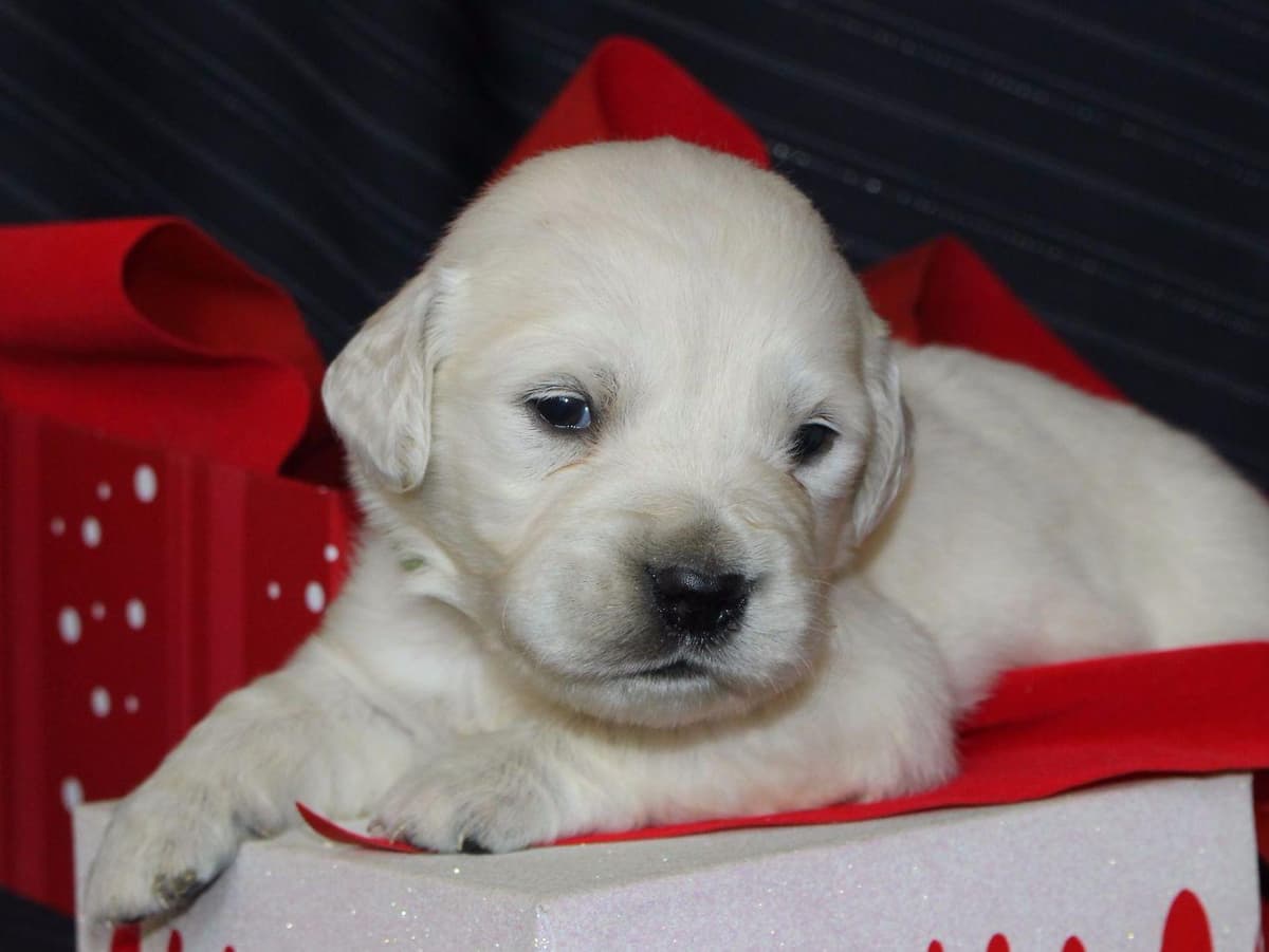 Beagle Puppies breeder image 29