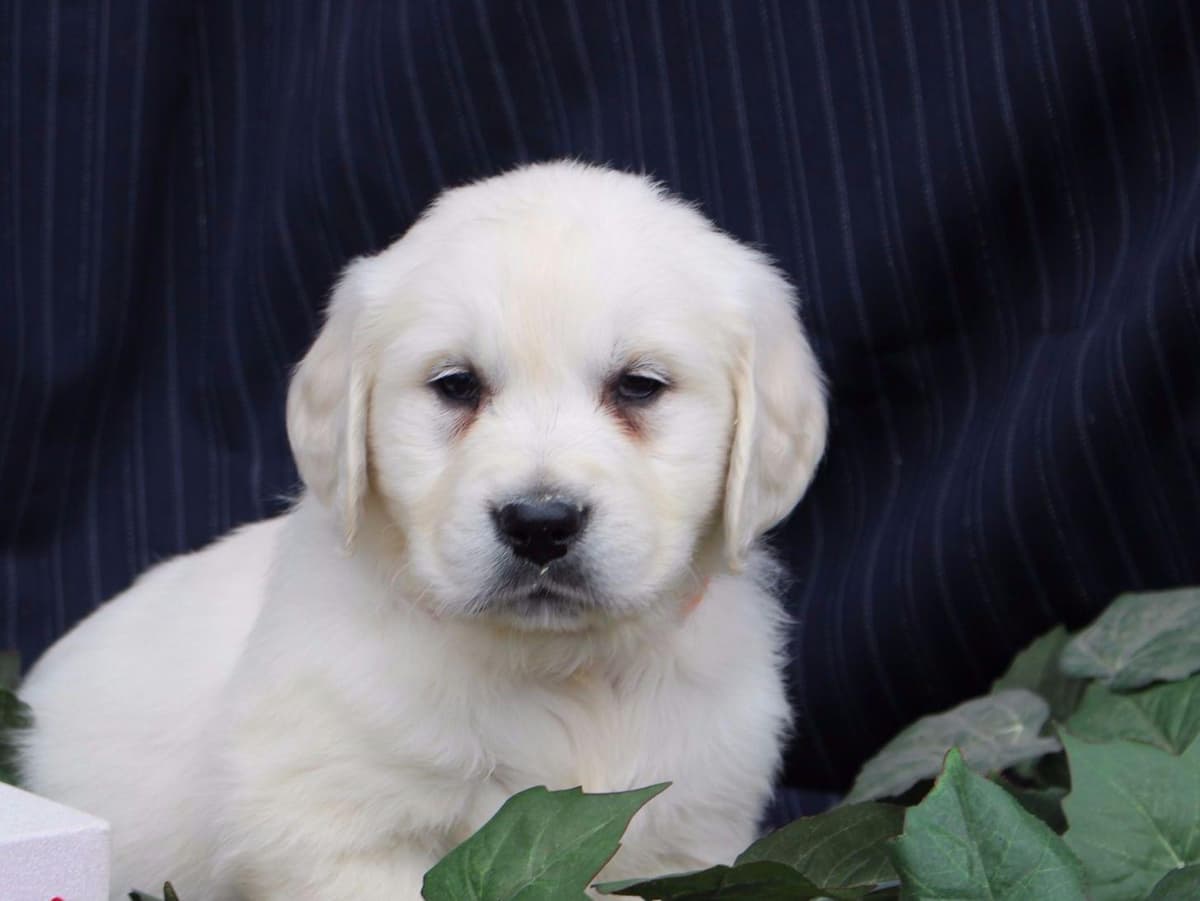 Beagle Puppies breeder image 26