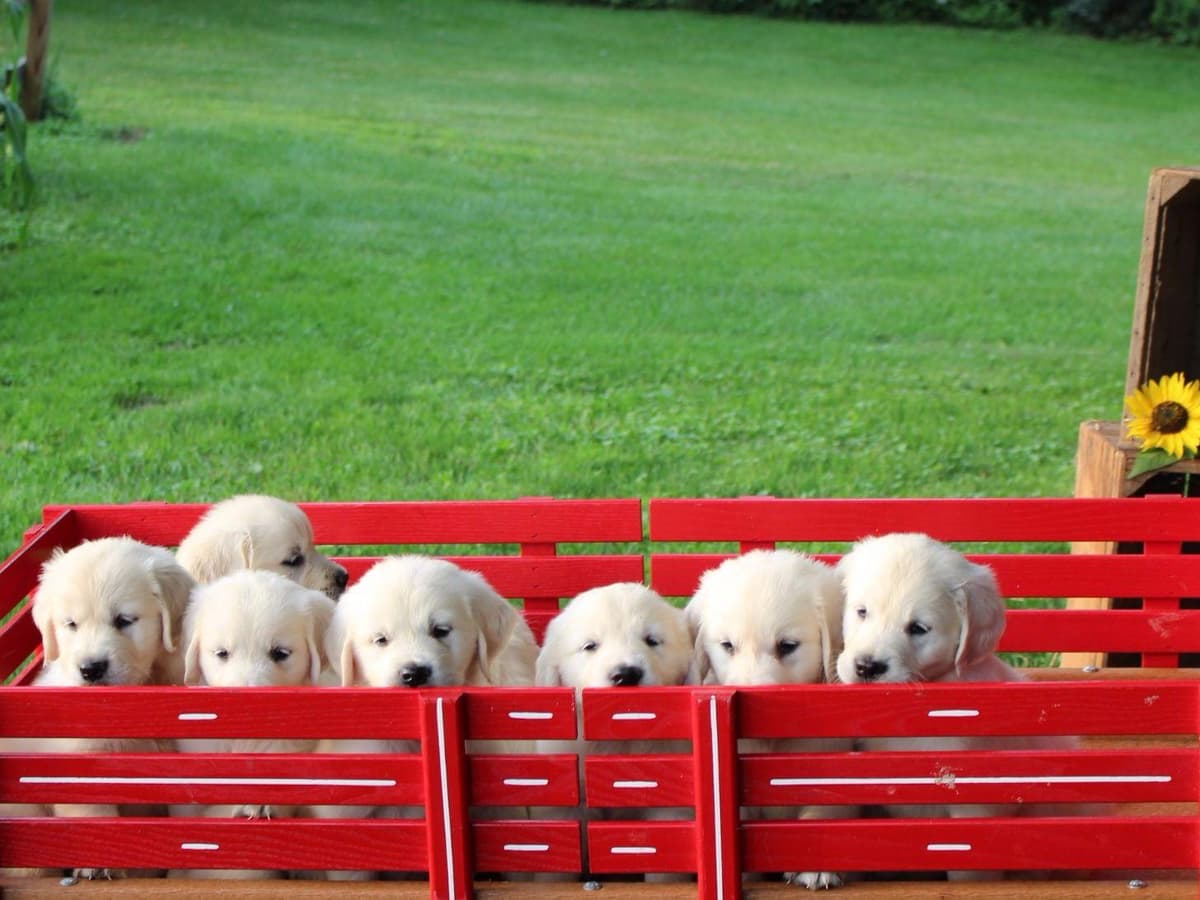 Beagle Puppies breeder image 20