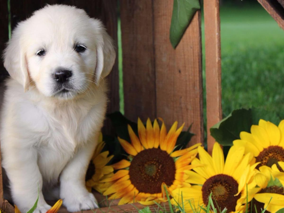 Beagle Puppies breeder image 19