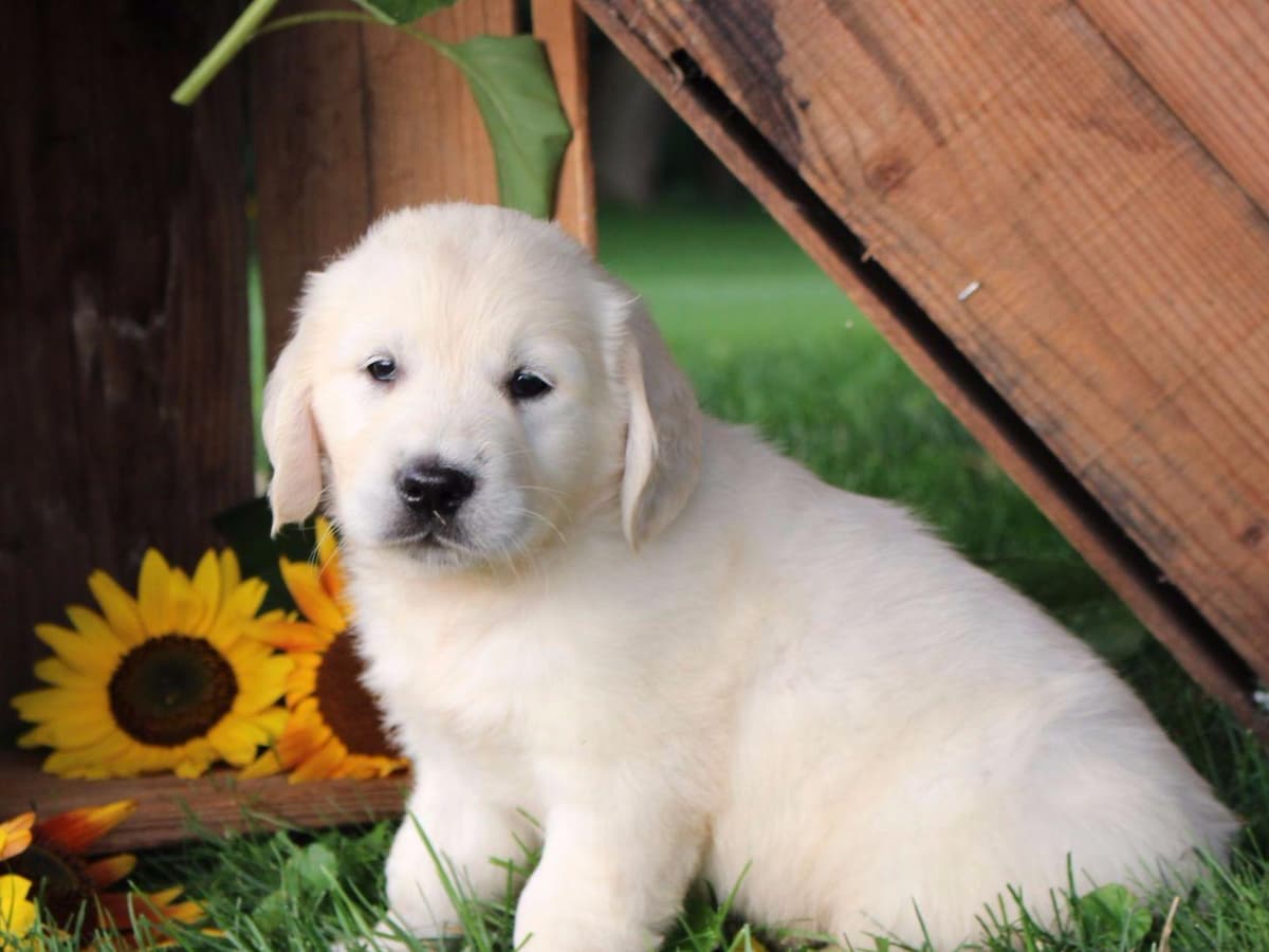 Beagle Puppies breeder image 1