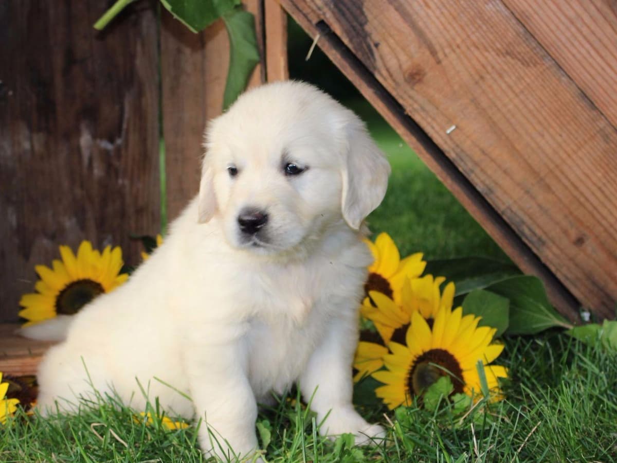 Beagle Puppies breeder image 9