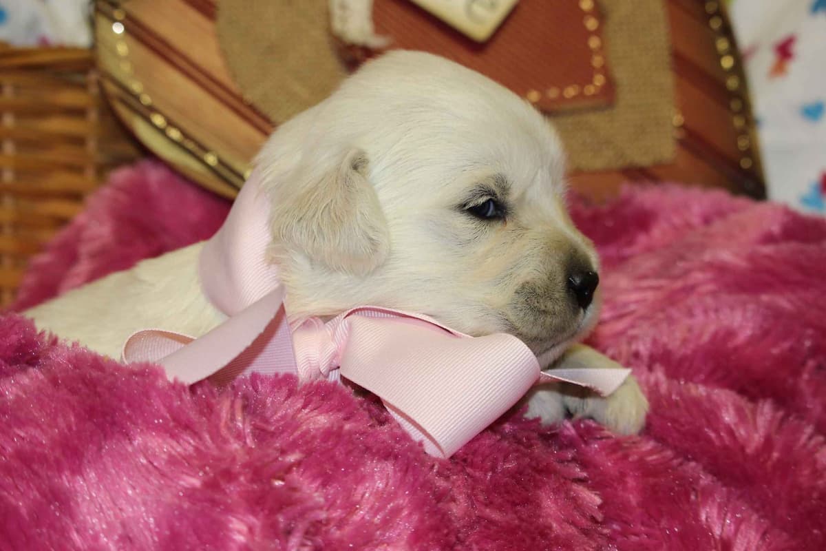 Beagle Puppies breeder image 45