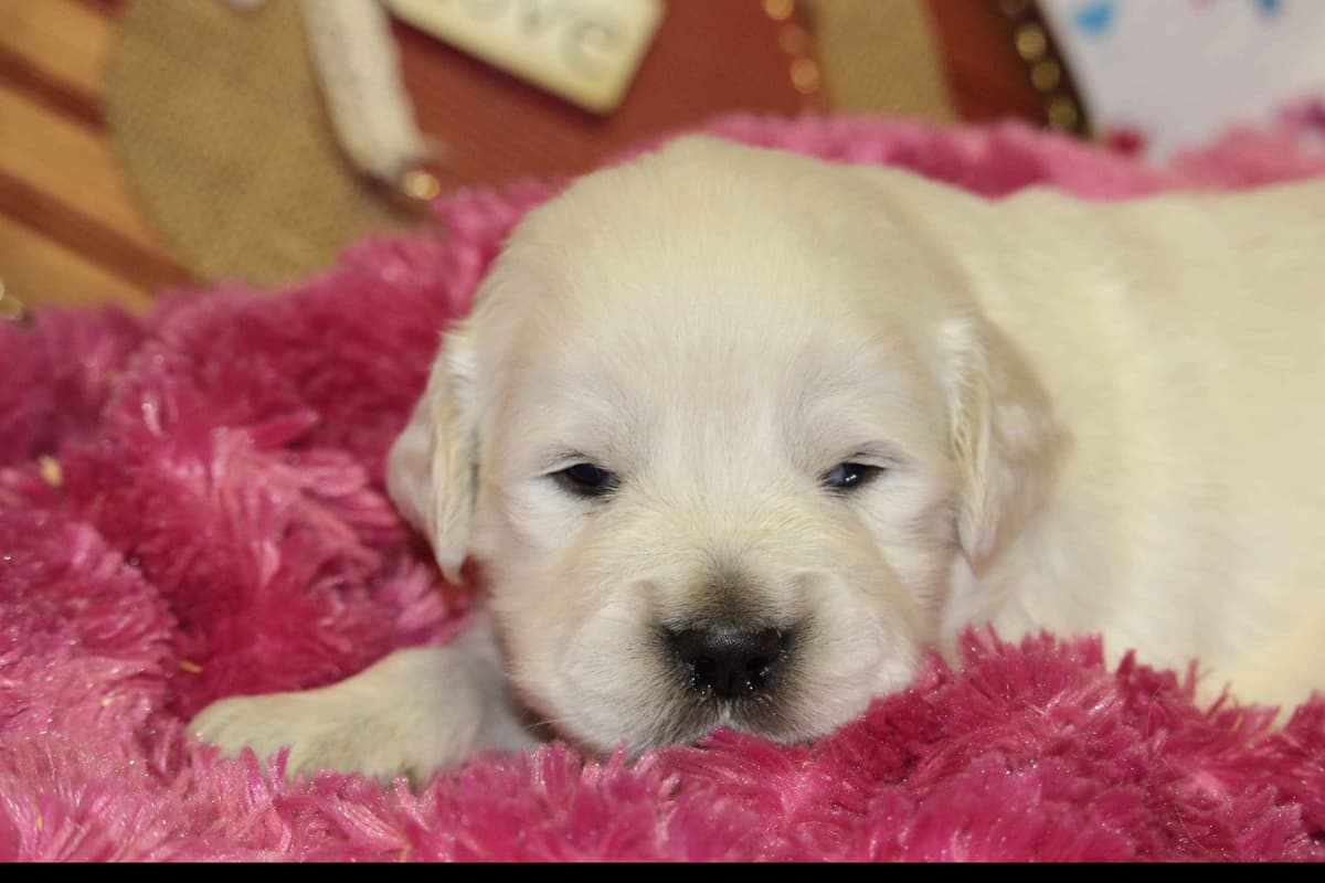 Beagle Puppies breeder image 2