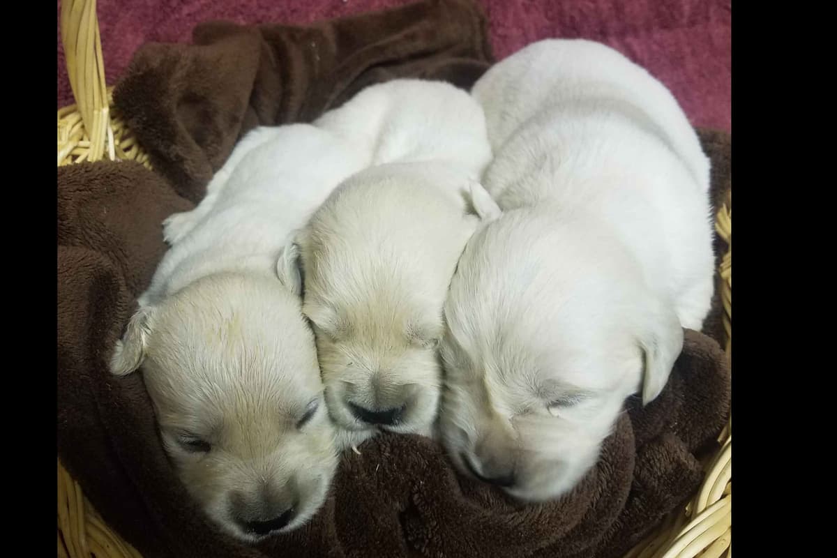 Beagle Puppies breeder image 50