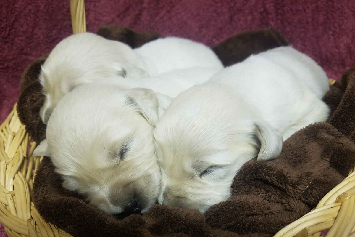 Beagle Puppies breeder image 51