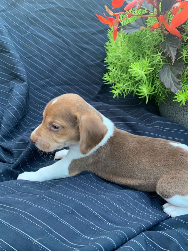 Beagle Puppies media 2