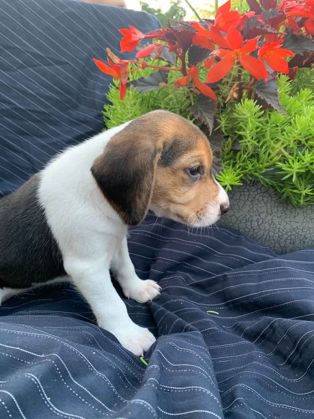 Beagle Puppies media 3