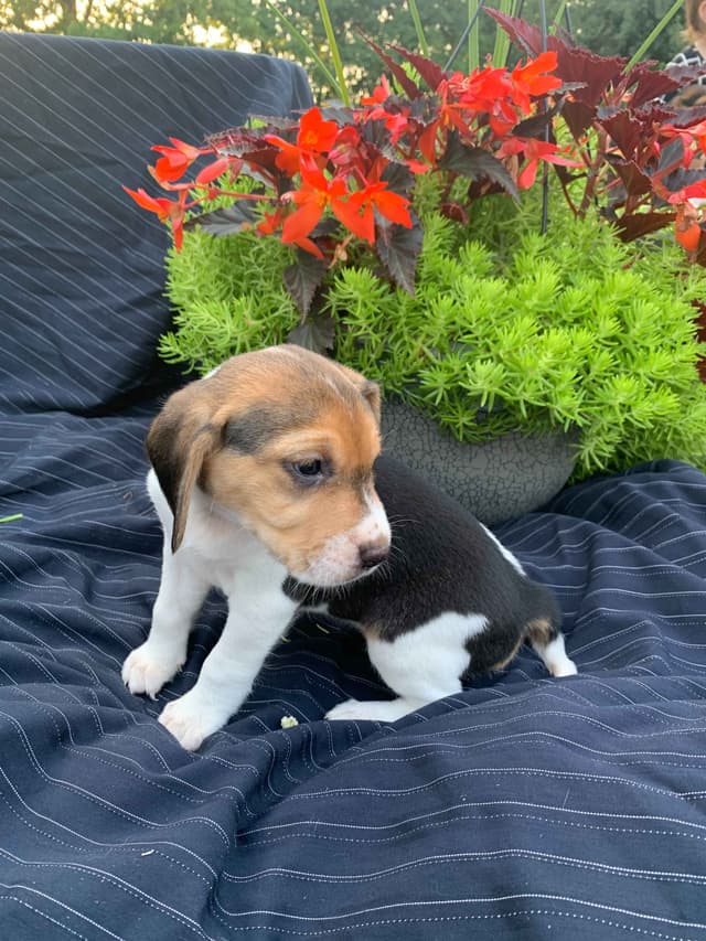 Beagle Puppies media 4