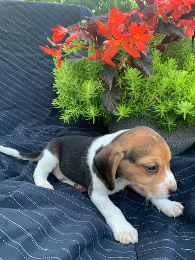 Beagle Puppies media 5