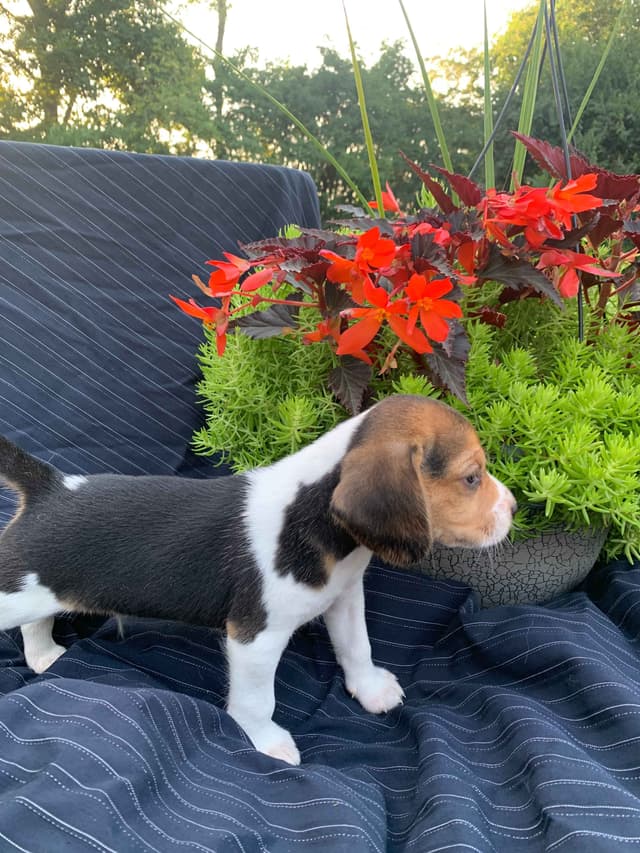 Beagle Puppies media 6