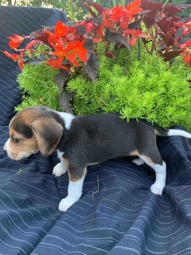 Beagle Puppies media 7