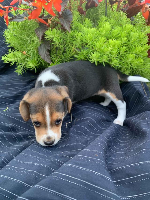 Beagle Puppies media 8