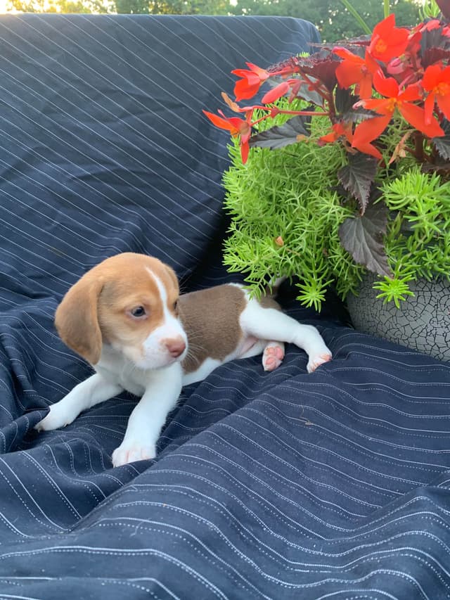 Beagle Puppies media 9