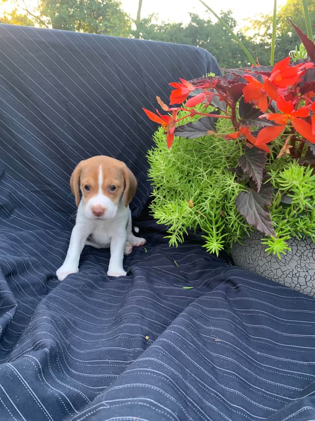 Beagle Puppies media 10