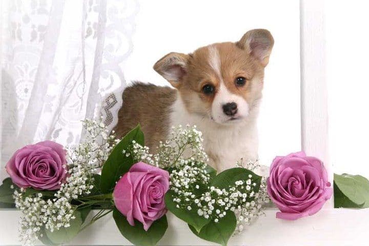 Pembroke Welsh Corgi Puppies breeder image 1