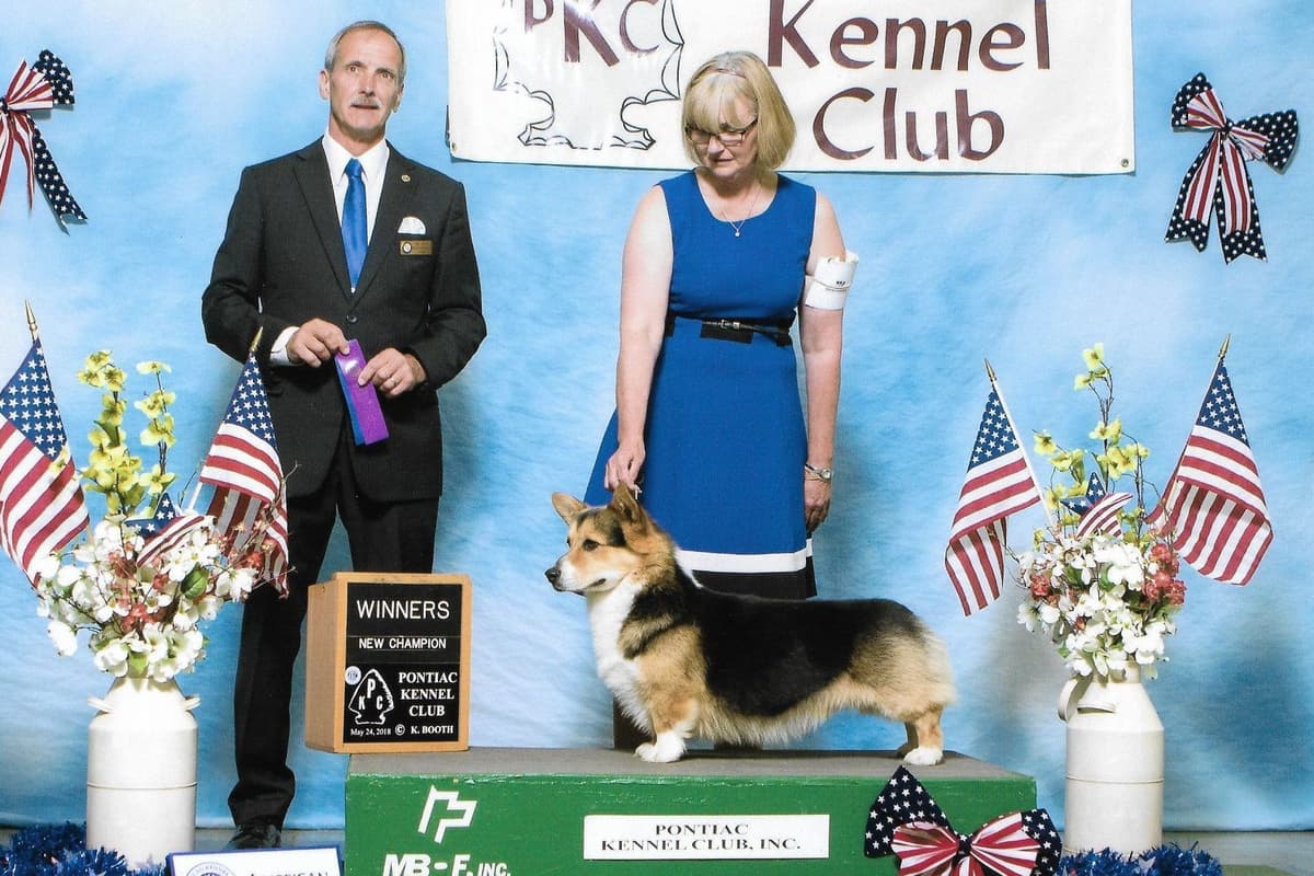 Pembroke Welsh Corgi Puppies breeder image 3