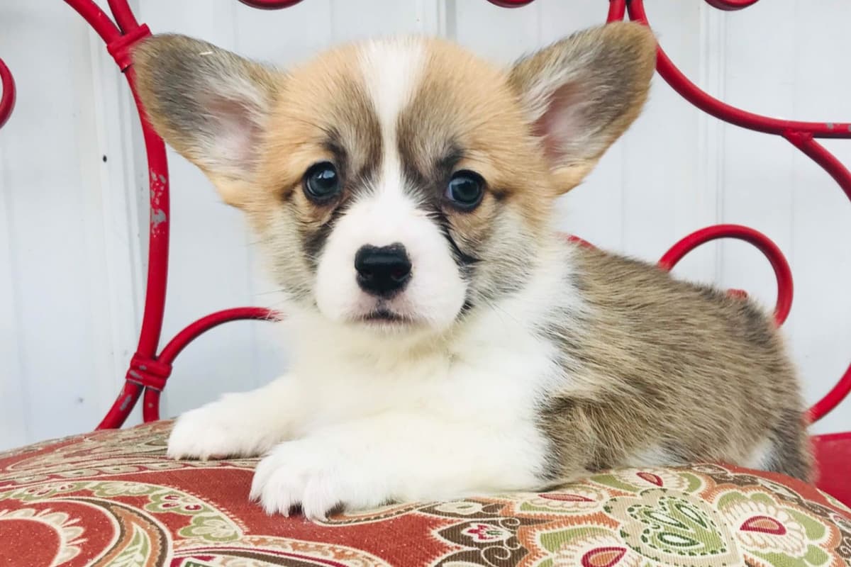 Pembroke Welsh Corgi Puppies breeder image 4