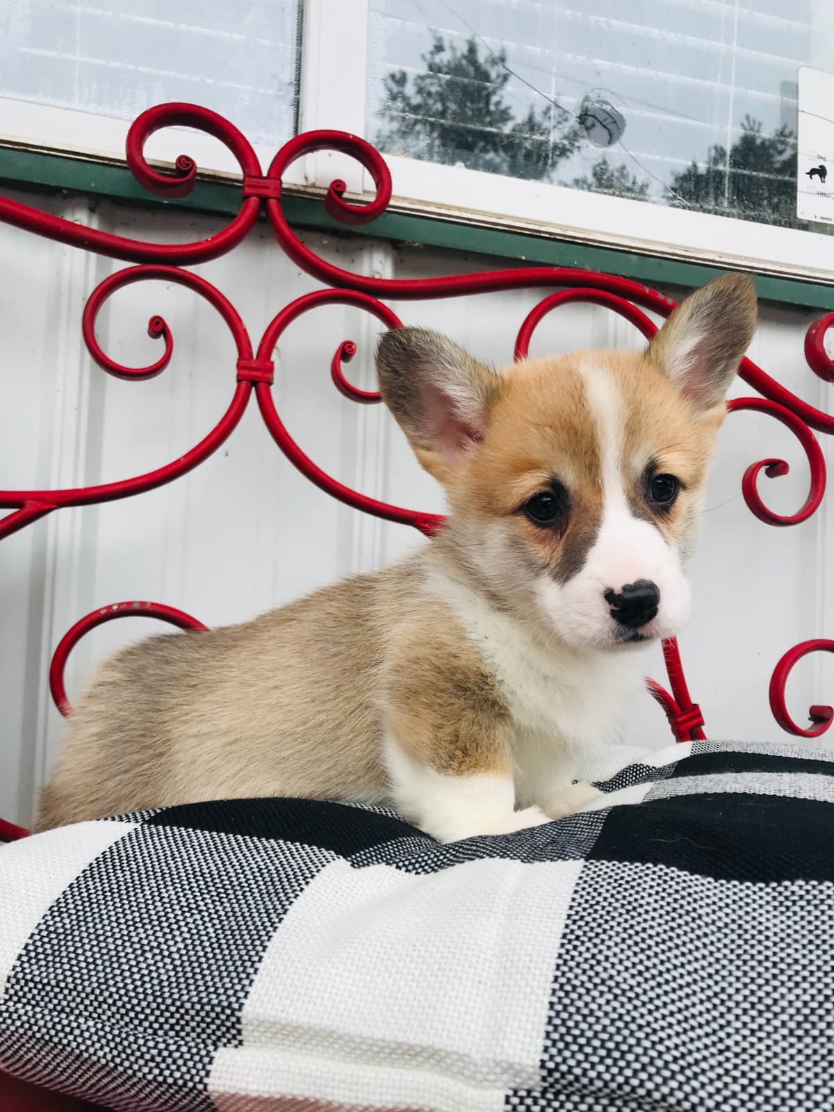 Pembroke Welsh Corgi Puppies breeder image 7