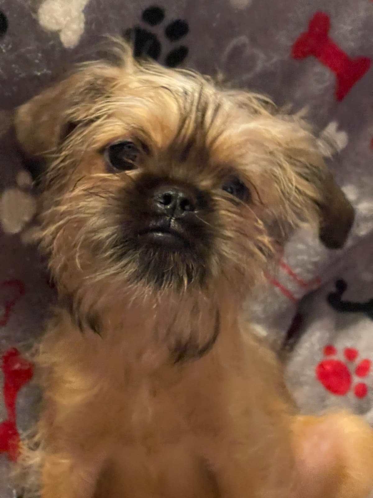 Brussels Griffon Puppies breeder image 3