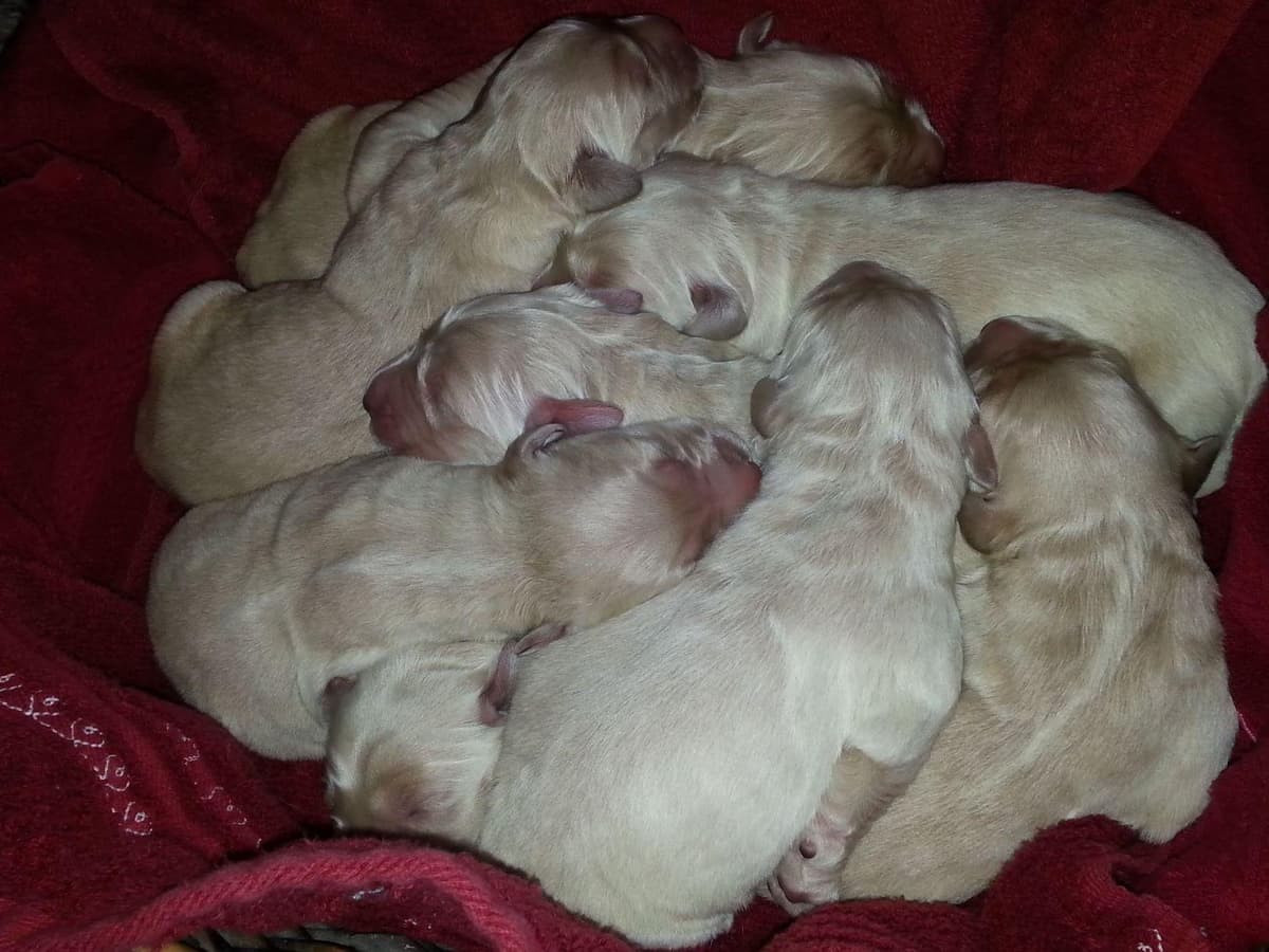Branchway Forest Golden Retriever Puppies breeder image 50